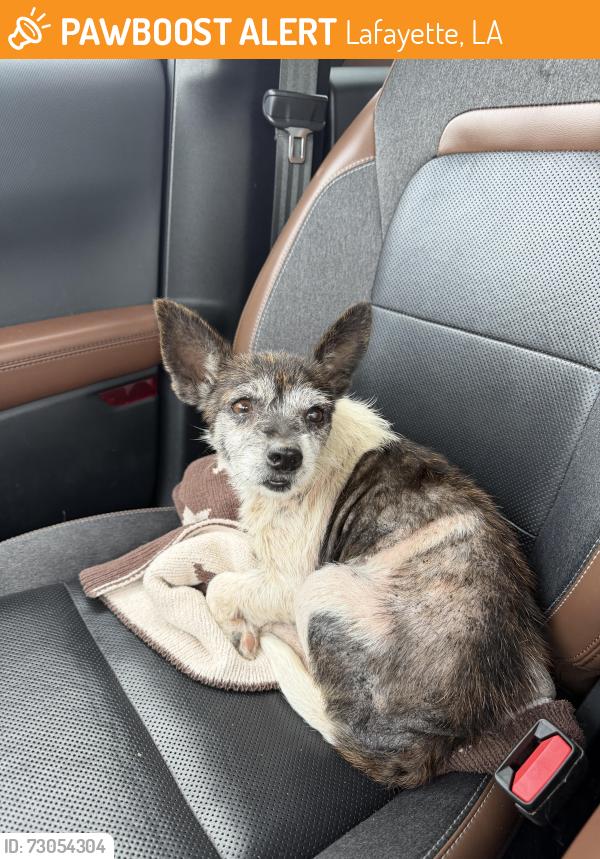 Found/Stray Female Dog last seen UHC hosp, Lafayette, LA 70500