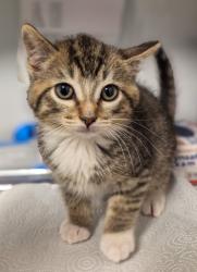 Shelter Stray Male Cat last seen E North Ave & S Sunnyside Ave, Fresno Zone Fresno CO 1A 93725, CA, 1510 W Dan Ronquillo Dr, Fresno, CA 93706, USA