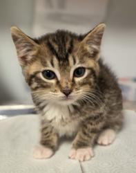 Shelter Stray Male Cat last seen E North Ave & S Sunnyside Ave, Fresno Zone Fresno CO 1A 93725, CA, 1510 W Dan Ronquillo Dr, Fresno, CA 93706, USA