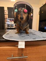 Lost Female Dog last seen Clady drive and hannah, Montgomery County, TX 77386