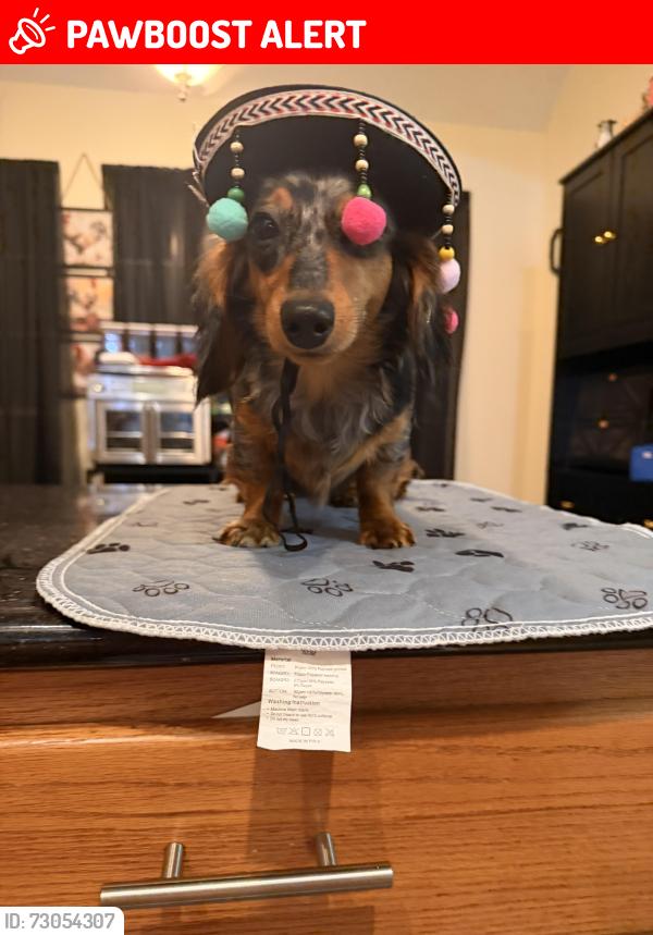 Lost Female Dog last seen Clady drive and hannah, Montgomery County, TX 77386