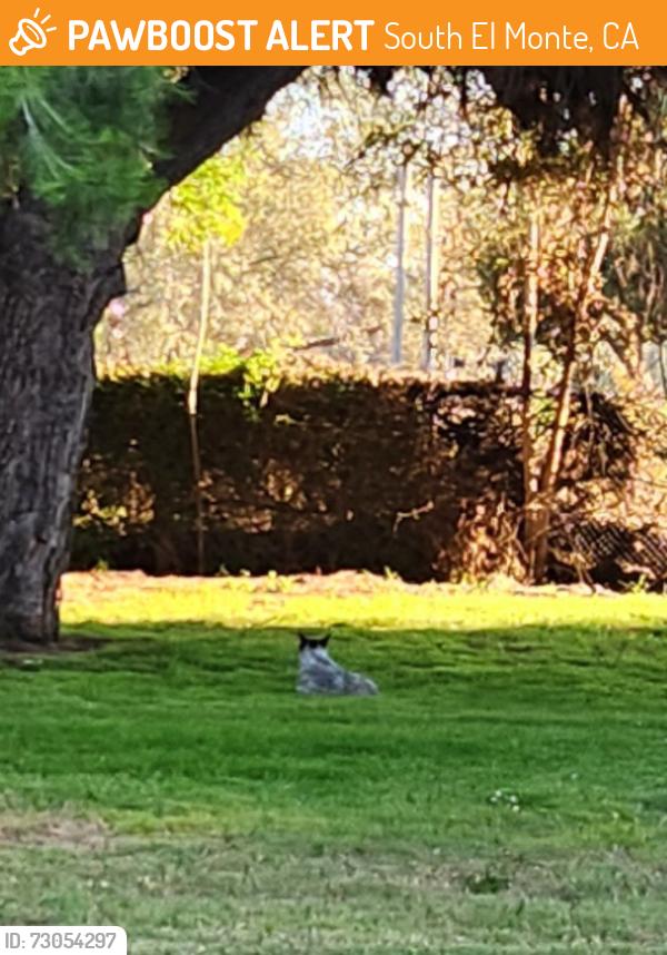 Found/Stray Male Dog last seen Rosemead at whittiier narrows cricket field, South El Monte, CA 91733