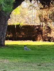 Found/Stray Male Dog last seen Rosemead at whittiier narrows cricket field, South El Monte, CA 91733