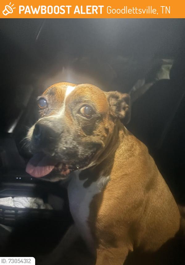Found/Stray Female Dog last seen Tyree Springs Road, Goodlettsville, TN 37072