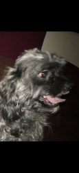 Lost Male Dog last seen Eubank and central, Albuquerque, NM 87123