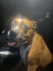 Found/Stray Female Dog last seen Tyree Springs Road, Goodlettsville, TN 37072