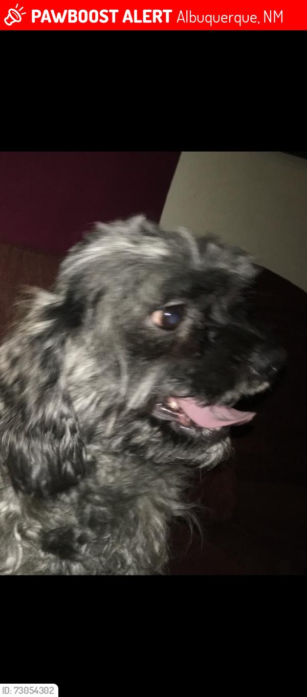 Lost Male Dog last seen Eubank and central, Albuquerque, NM 87123