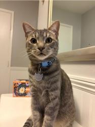 Lost Male Cat last seen Near Thunder Dr and College Ave , Oceanside, CA 92056