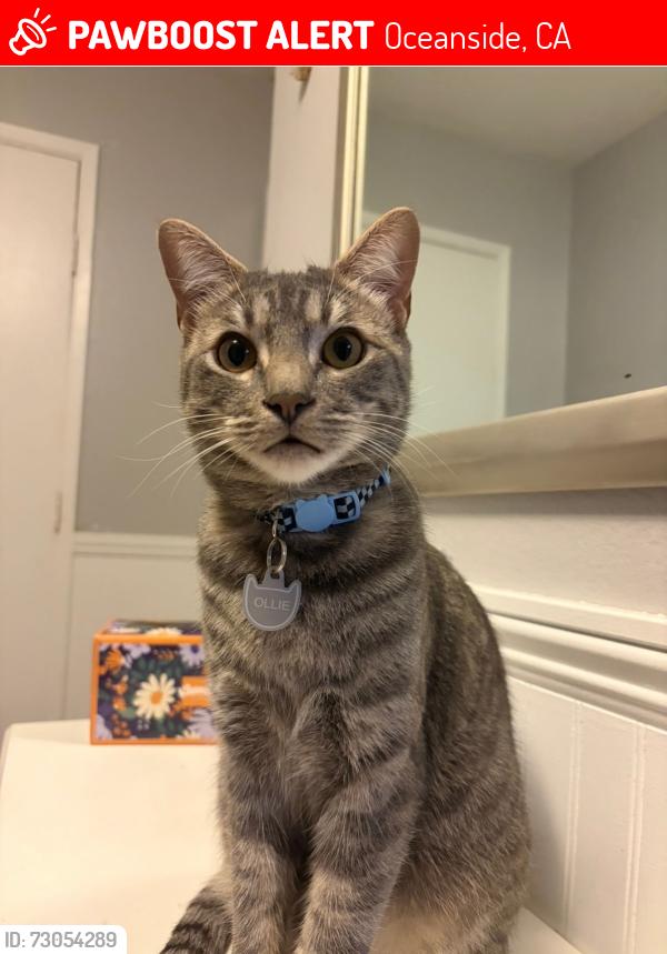 Lost Male Cat last seen Near Thunder Dr and College Ave , Oceanside, CA 92056
