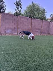 Found/Stray Male Dog last seen North aliante parkway, North Las Vegas, NV 89085