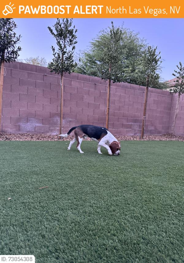 Found/Stray Male Dog last seen North aliante parkway, North Las Vegas, NV 89085
