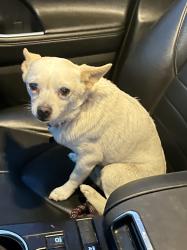 Found/Stray Male Dog last seen Santa Fe & Wardlow , Long Beach, CA 90810
