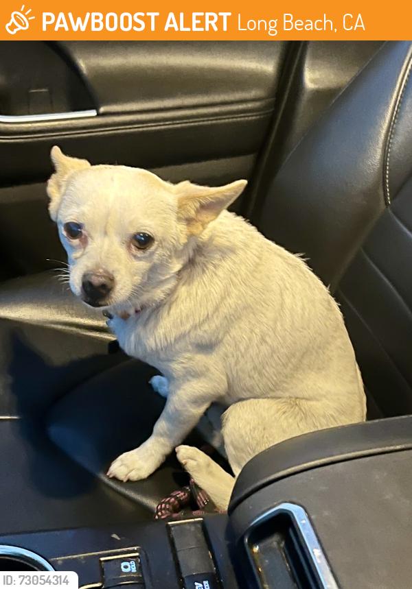 Found/Stray Male Dog last seen Santa Fe & Wardlow , Long Beach, CA 90810