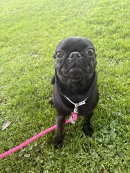Reunited Female Dog last seen Crenshaw and W El Segundo blvd , Hawthorne, CA 90250