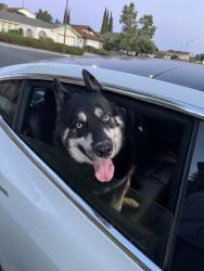 Reunited Unknown Dog last seen Remington Way & Millbrook Drive, San Jose, CA 95148, USA, San Jose, CA 95148