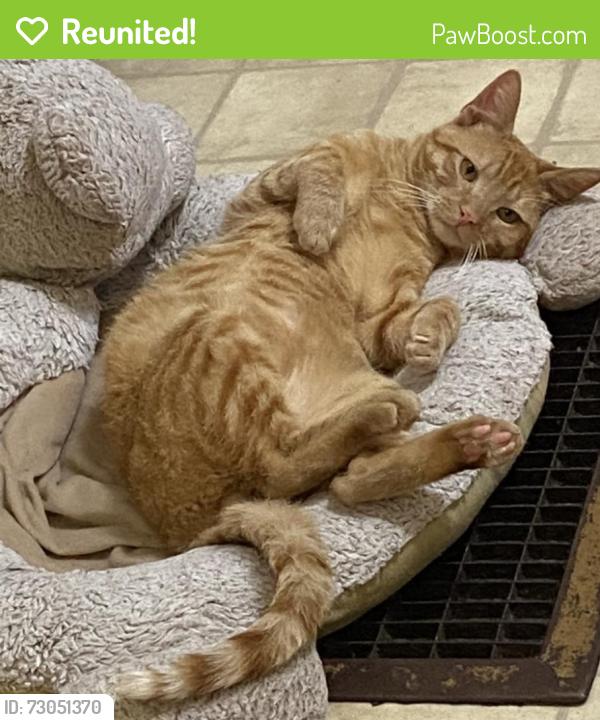 Reunited Male Cat last seen Louise Avenue , Modesto, CA 95350