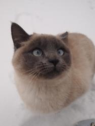 Lost Female Cat last seen 44th Ave Ne 55421, Minneapolis, MN 55421