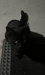 Found/Stray Male Cat last seen Jane and Sheppard, Toronto, ON M3L 1T3