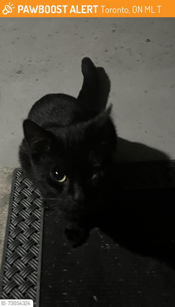 Found/Stray Male Cat last seen Jane and Sheppard, Toronto, ON M3L 1T3