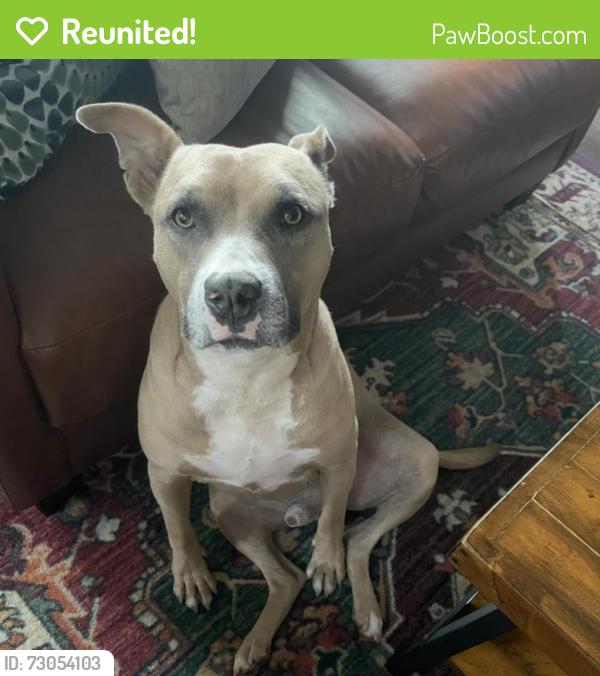 Reunited Male Dog last seen Jules Ct, Charlotte, NC 28226