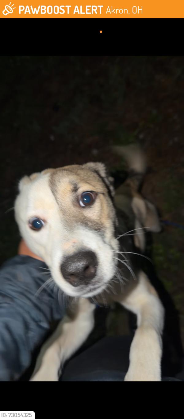 Found/Stray Female Dog last seen Neat traffic lights/ Lockwood brewery, Akron, OH 44304