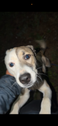 Found/Stray Female Dog last seen Neat traffic lights/ Lockwood brewery, Akron, OH 44304