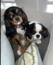 Lost Female Dog last seen Beltline & Kearney street , Mesquite, TX 75149
