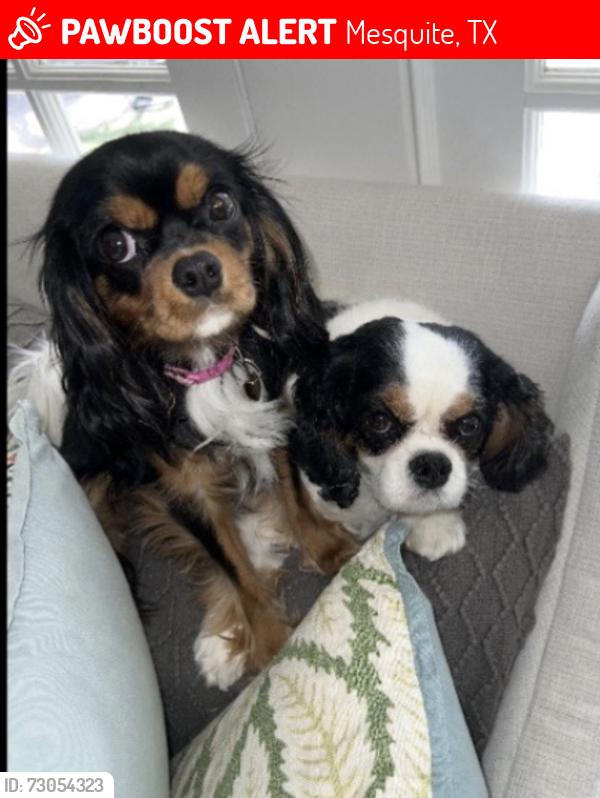 Lost Female Dog last seen Beltline & Kearney street , Mesquite, TX 75149