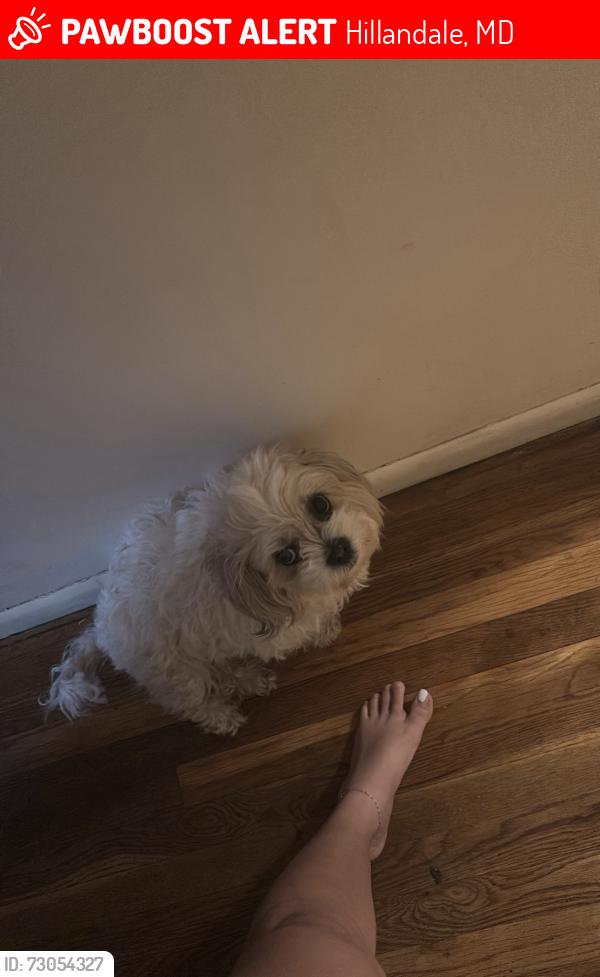 Lost Female Dog last seen devere dr, Hillandale, MD 20903