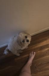 Lost Female Dog last seen devere dr, Hillandale, MD 20903