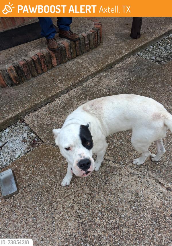 Found/Stray Male Dog last seen Pleasant Valley, Axtell, TX 76624