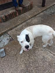Found/Stray Male Dog last seen Pleasant Valley, Axtell, TX 76624