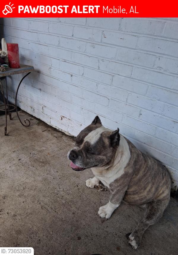 Lost Male Dog last seen HOUSTON STREET , Mobile, AL 36606