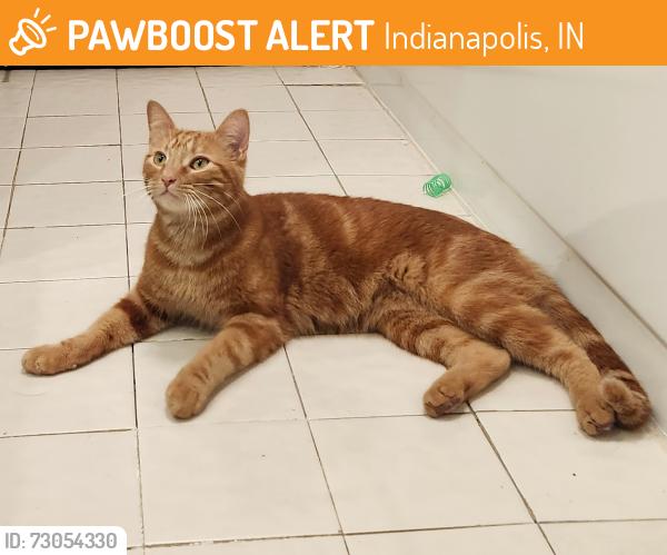 Rehomed Unknown Cat last seen Michigan rd. Near Juicy Seafood, Indianapolis, IN 46268
