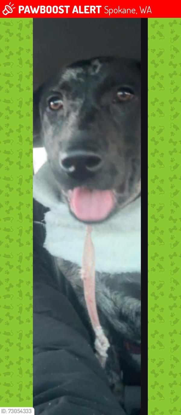 Lost Female Dog last seen Maple, Spokane, WA 99205