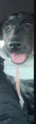 Lost Female Dog last seen Maple, Spokane, WA 99205