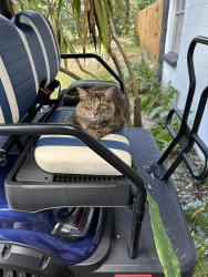Lost Female Cat last seen Lutz 33559, University, FL 33613