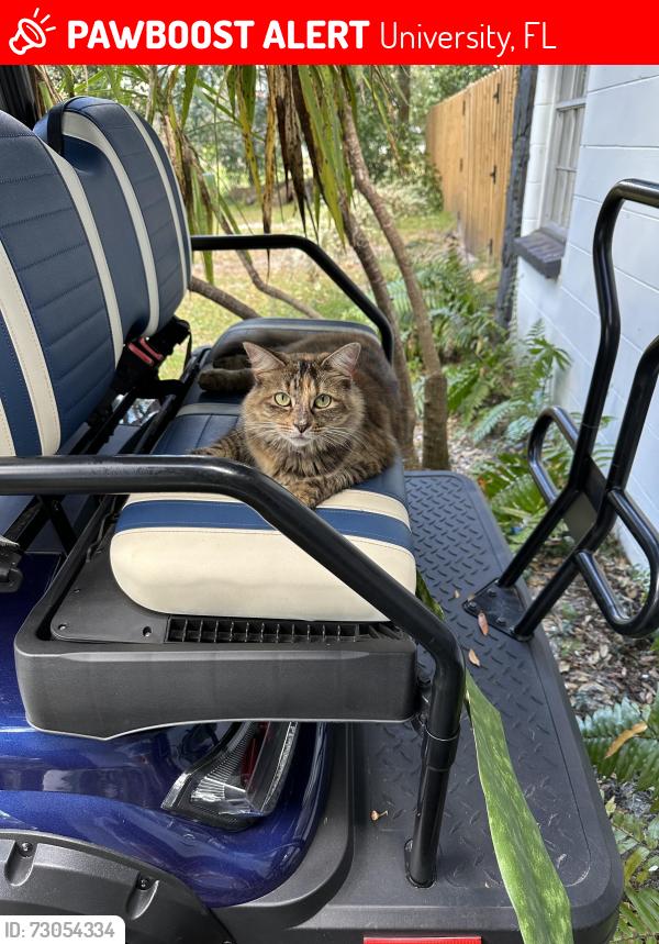 Lost Female Cat last seen Lutz 33559, University, FL 33613