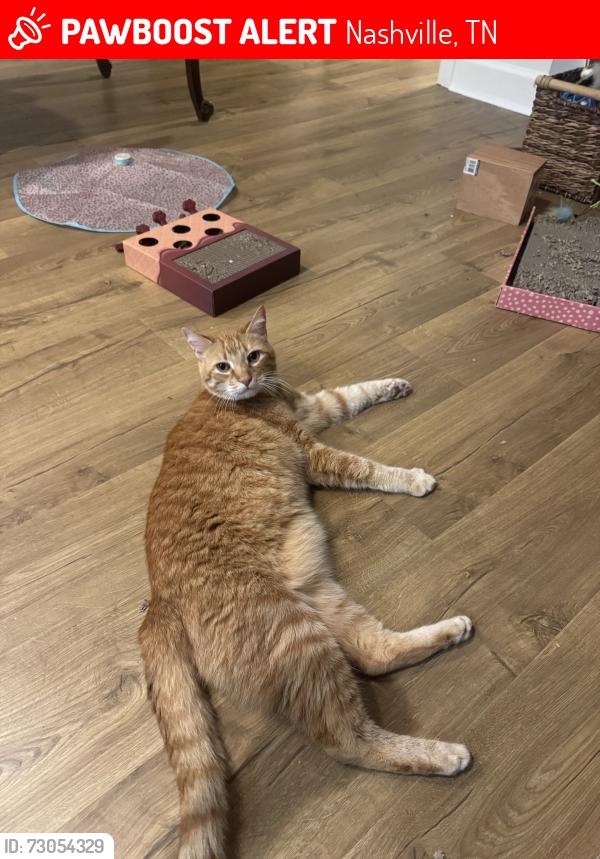 Lost Male Cat last seen Burton Hills apts, Nashville, TN 37215