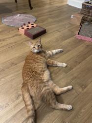 Lost Male Cat last seen Burton Hills apts, Nashville, TN 37215