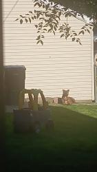 Lost Male Dog last seen S pulaski and 15th street, Chicago, IL 60623