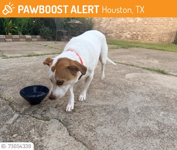 Found/Stray Female Dog last seen Fry rd, Houston, TX 77084