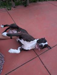 Reunited Male Dog last seen Franklin/Laguna, Elk Grove, CA 95758