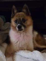 Found/Stray Female Dog last seen Near 18th St, Oakland, CA 94607, Oakland, CA 94607