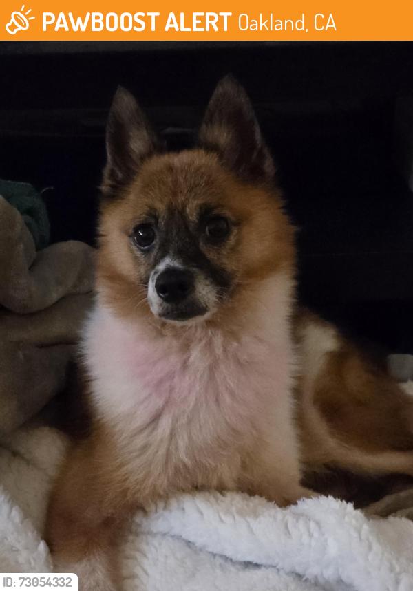 Found/Stray Female Dog last seen Near 18th St, Oakland, CA 94607, Oakland, CA 94607