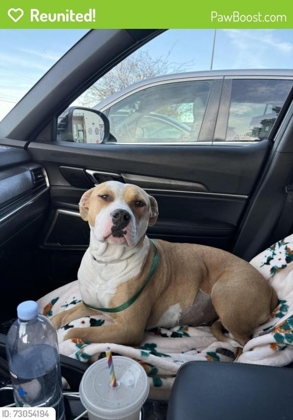 Reunited Female Dog last seen Laurel Canyon Blvd , Los Angeles, CA 91606