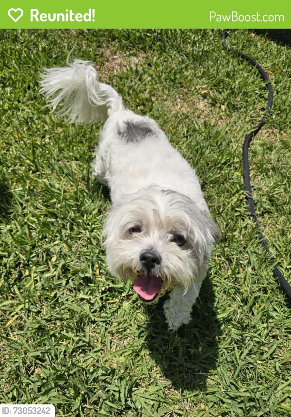 Reunited Male Dog last seen Near Paramount Blvd #3538, Downey, CA 90242, Downey, CA 90242