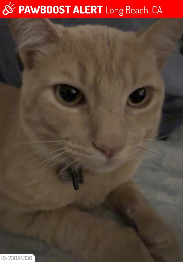 Lost Male Cat last seen 59th St and Myrtle Ave, Long Beach, CA 90805
