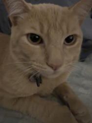 Lost Male Cat last seen 59th St and Myrtle Ave, Long Beach, CA 90805
