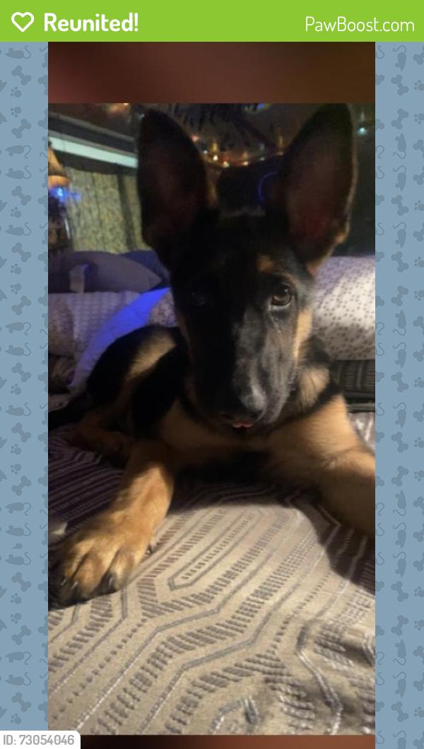 Reunited Male Dog last seen Old Logging Trail off of Linn Street,Pinhook Loop, Gastonia, NC 28056